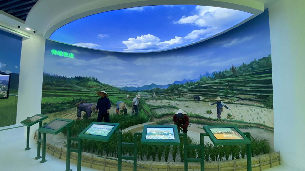 上涌大米 (17)