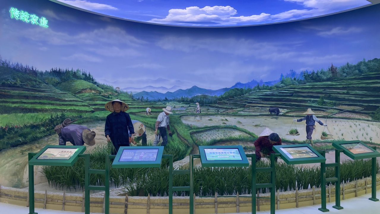 上涌大米 (2)