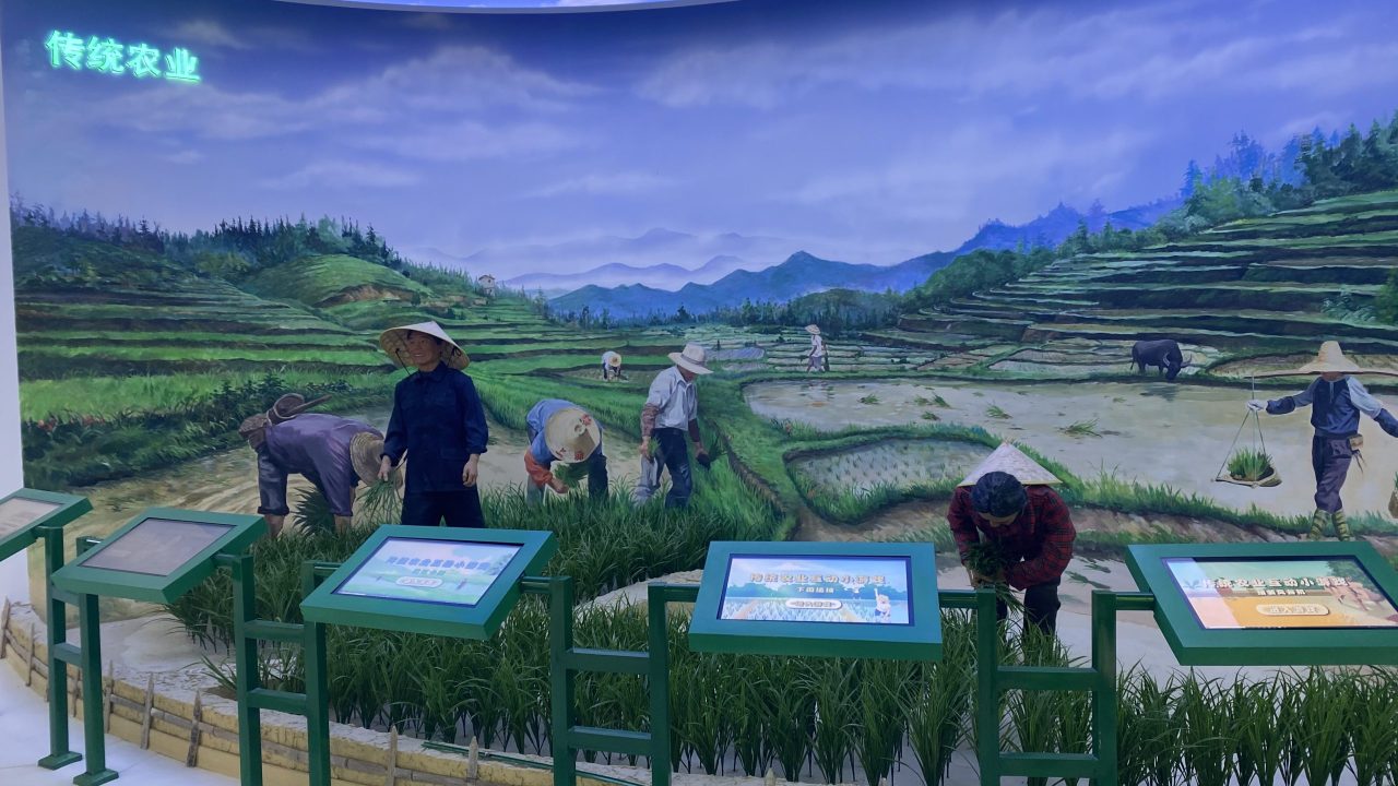 上涌大米 (3)