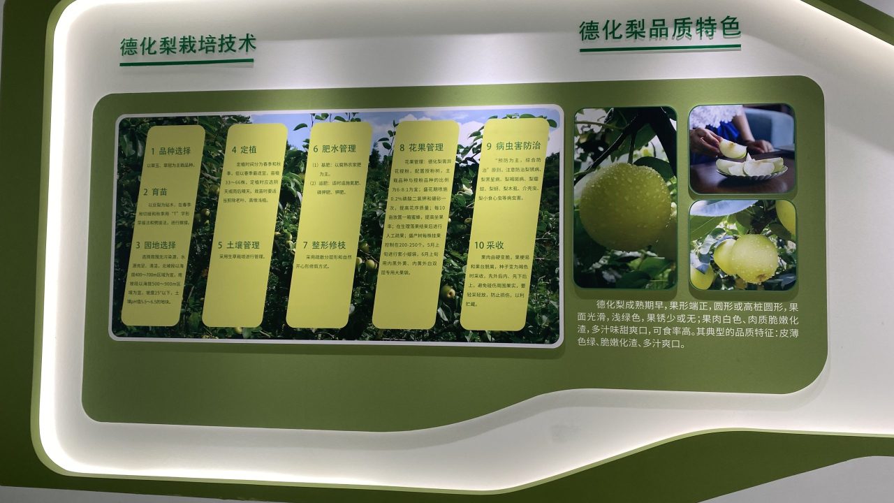 德化梨 (8)